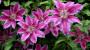 Pianta fiorita da giardino: clematide rampicante - Foto: Pixabay