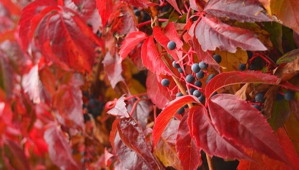 Drought Tolerant Hedge Plants: Canada Grapevine – Photo: Pixabay