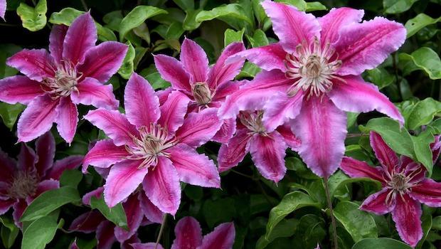Garden flowering plant: climbing clematis - Photo: Pixabay