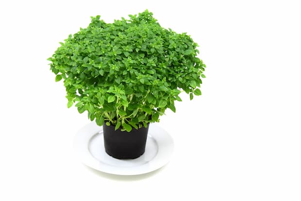 Basil plant - Pixabay, PublicDomainPictures
