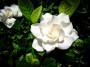 La gardenia, nota anche per la dolcezza del suo profumo