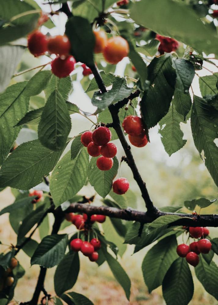 Albero ciliegio - unsplash