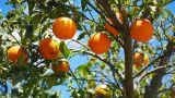 Coltivare un albero di arancio: suggerimenti utili