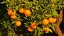 Albero di arancio dolce – Foto: Pixabay
