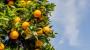 Albero di arancio in fiore - Foto: Unsplash