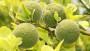Albero di Citrus trifoliata: arancia verde - Foto: Pixabay