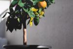 Albero di arancio in vaso - Foto: Unsplash