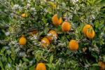 Albero di arancio con fiori e frutti - Foto: Unsplash