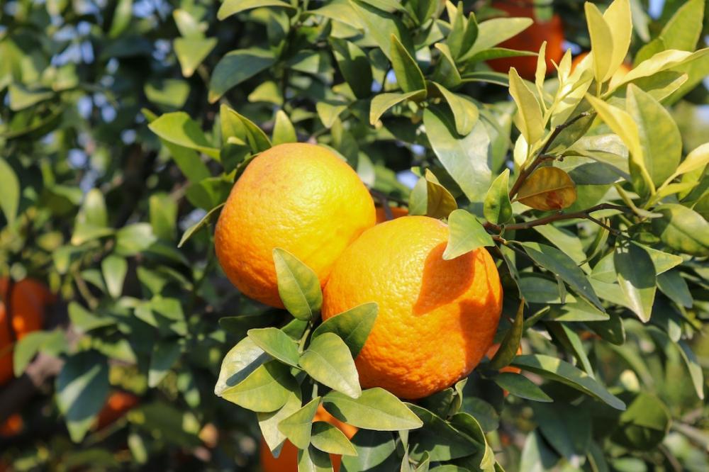 Albero di arancio con gemme - Foto: Pixabay