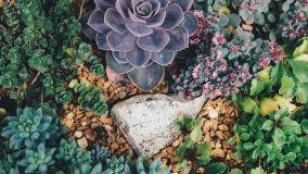 Come creare un piccolo giardino roccioso: piante e materiali