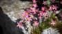 Idee giardino roccioso: piantumazione della sassifraga - Foto: Pixabay