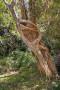 Un ficus magnolioides che cresce sul tronco di un altro albero