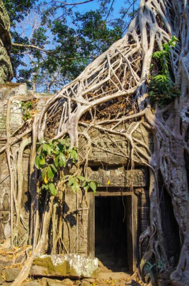 Un fico strangolatore che cresce attorno ad un tempio in Cambogia