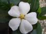 Fiore profumato gardenia jasminoides - Lucia Barabino pixabay