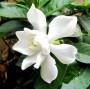 Fiorellini bianchi profumatissimi della gardenia jasminoides - Pxfuel.com