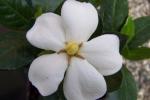 Fiore profumato gardenia jasminoides - lucia barabino pixabay