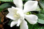 Fiorellini bianchi profumatissimi della gardenia jasminoides - pxfuel.com