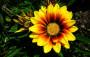 I fiori della gazania somigliano a grandi margherite - Foto Pixabay