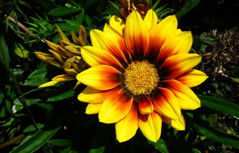 Il fiore della gazania ricorda la margherita - Foto Pixabay