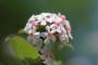 Deliziosi fiori d'abelia - Foto Unsplash