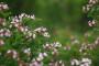 Abelia in fiore - Foto Pixabay