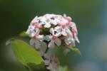 Abelia fiore- Foto Unsplash