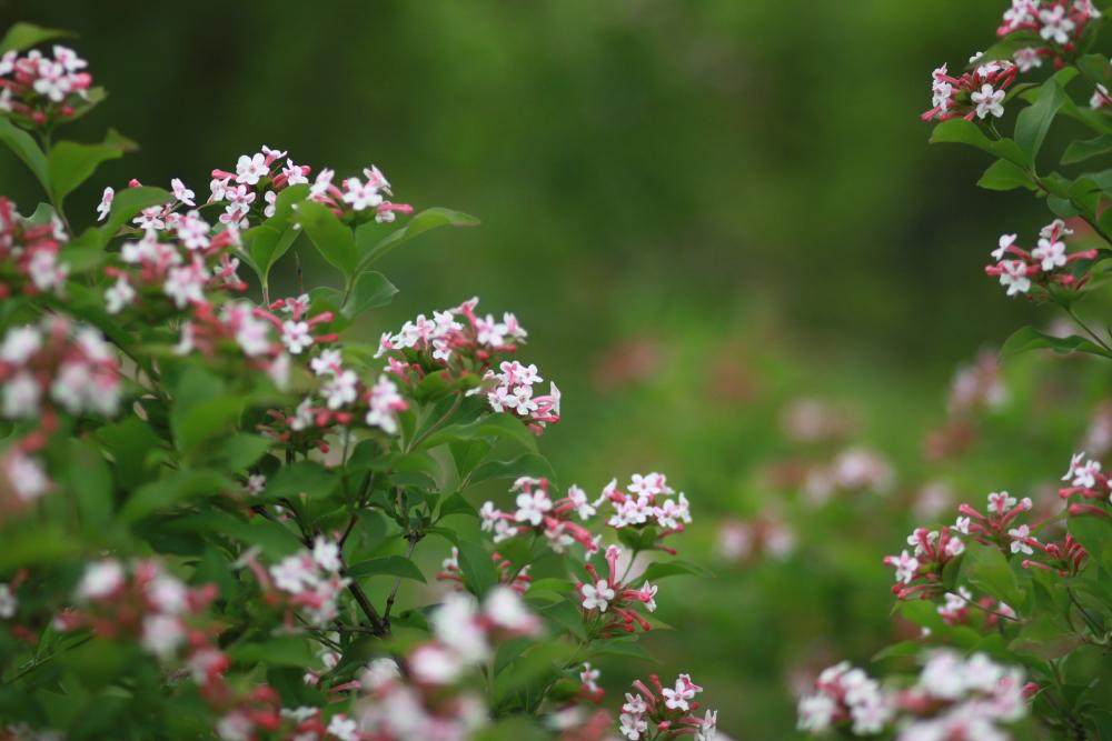 Coltivare l'abelia - Foto Pixabay