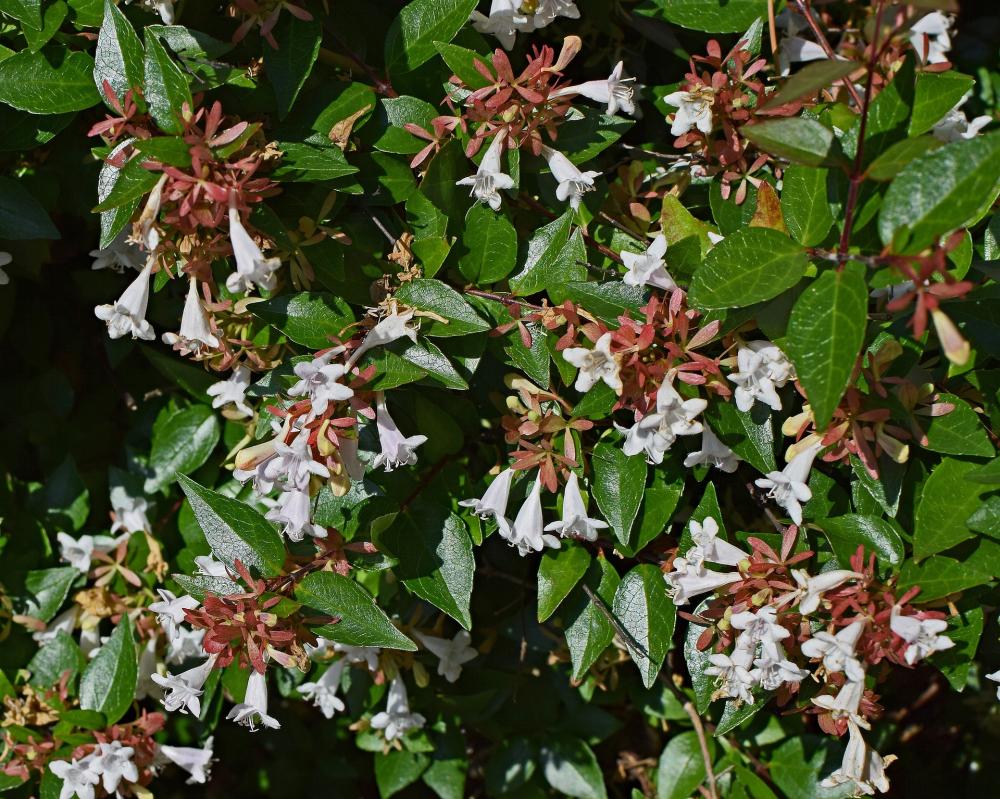 Abelia Grandiflora - Foto Pixabay