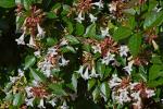 Abelia Grandiflora - Foto Pixabay