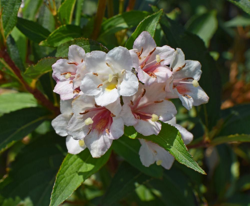 Abelia, pianta piuttosto resistente - Foto Pixabay