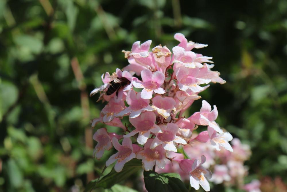 Abelia non richiede una vera e propria potatura - Foto Pixabay