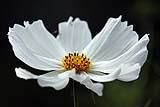 Fiore di cosmea bianco