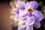 Thunbergia dai fiori lilla - Foto Pixabay