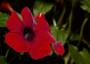 Thunbergia dai fiori rossi - Foto Pixabay