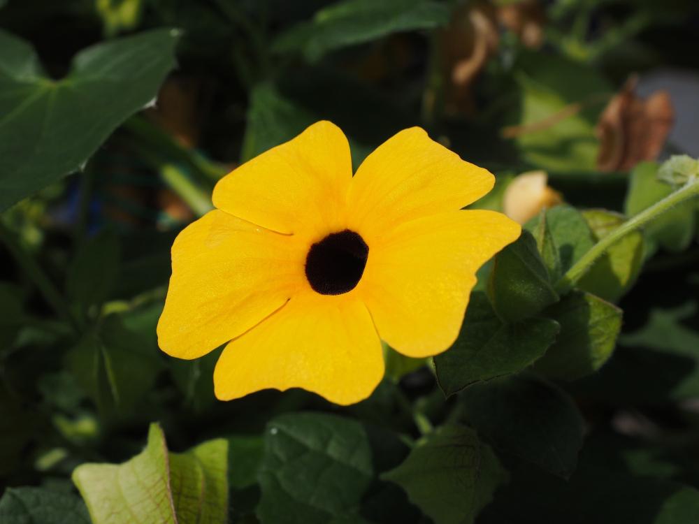 Thunbergia fiori gialli - Foto Pixabay