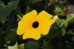 Thunbergia fiori gialli - Foto Pixabay