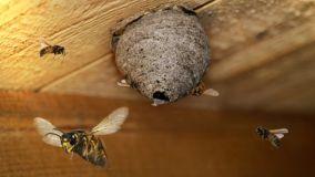 Come allontanare le vespe e i calabroni da casa: i rimedi naturali