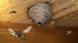 Come allontanare le vespe e calabroni con rimedi naturali