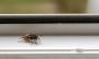 Chiediamoci cosa odiano le vespe, ma anche calabroni e api, per tenerle lontane