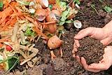 Cime di rapa coltivazione con compost come concime