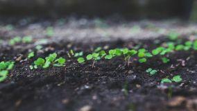 Rucola: i consigli per la coltivazione in orto e in vaso