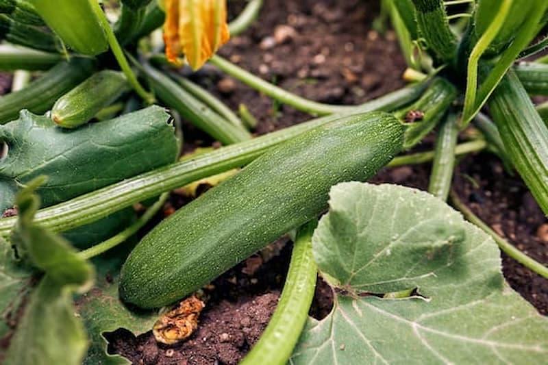 Lavori orto luglio: raccolta zucchine