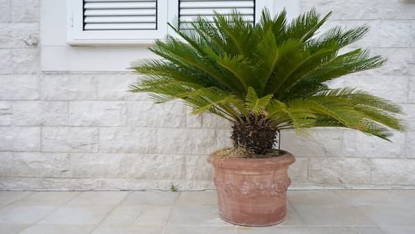 Cycads in a vase