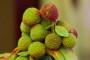 Frutti corbezzolo ancora acerbi - Foto Pixabay