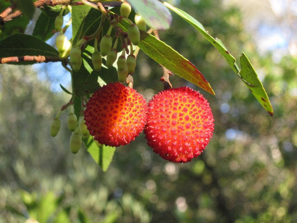 Corbezzolo, arbusto della macchia mediterranea - pixabay