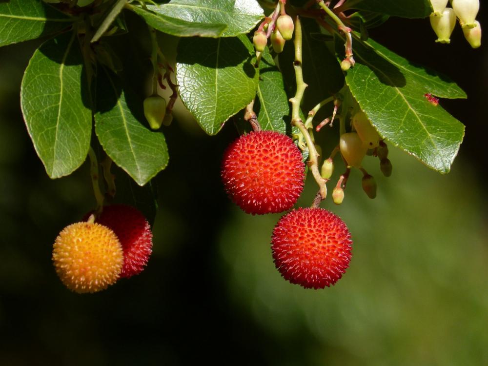 Frutti di corbezzolo - Pixabay