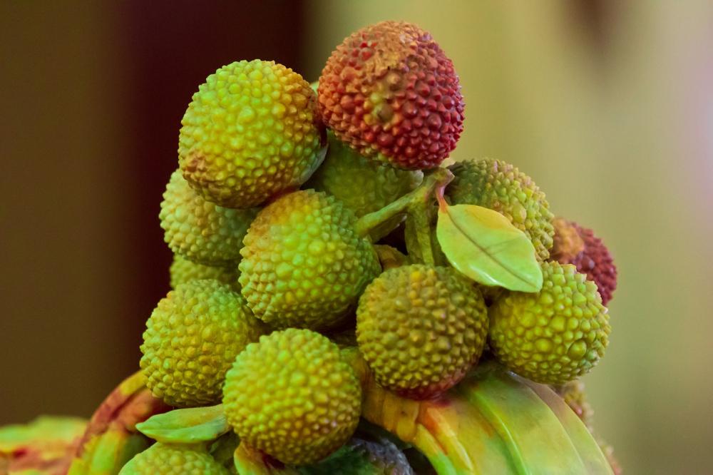 Frutti corbezzolo acerbi - Pixabay