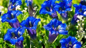 Ecco 7 piante dai fiori blu da coltivare nel proprio giardino