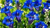 7 piante con fiori blu da coltivare in giardino