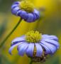 L'agatea, con la tipologia di fiore blu che la contraddistingue